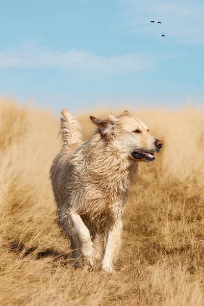 Running Golden Labrador Retriever