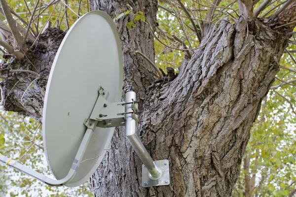 卫星天线安装在树上 - 图库照片fineart#137724