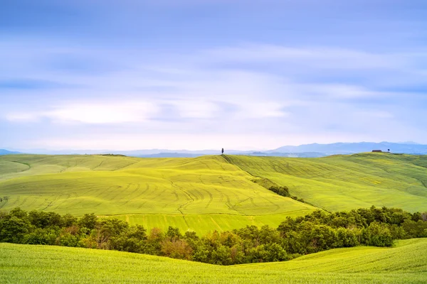 Tuscany, cypress tree and green fields. San Quirico Orcia, Italy.