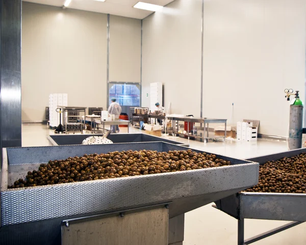 Olives in a processing machine