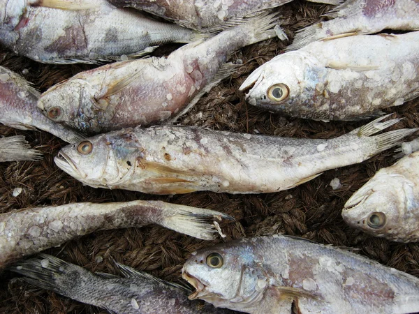 盐鱼 - 图库照片royaltystockphoto.com#126634