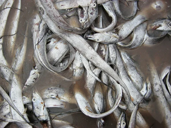 盐鱼 - 图库照片royaltystockphoto.com#126636