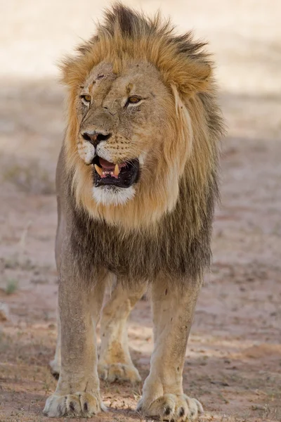 Close-up of Male lion standing in shade