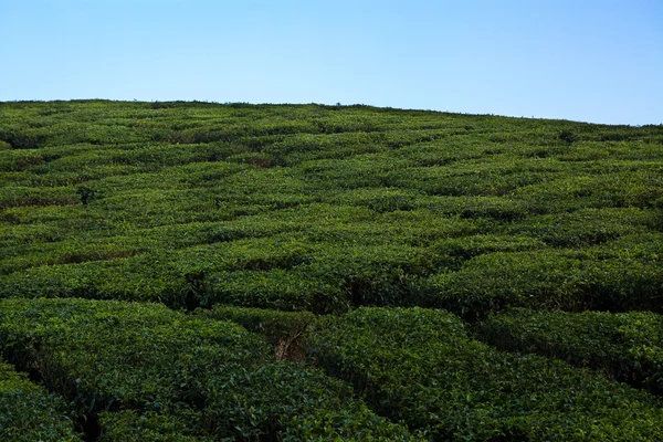 Nelliyampaty Hills Tea Fields in mumnar Kerala state india