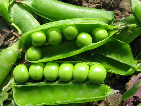 Green peas — Stock Photo #12756893