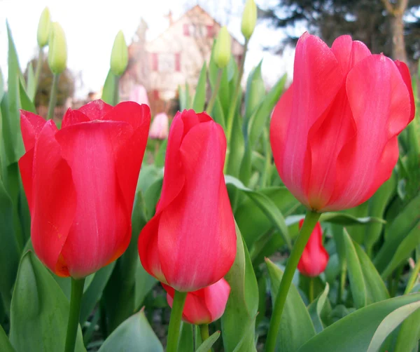 Red tulips — Stock Photo #12758149