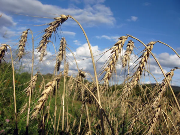 Wheat field — Stock Photo #13181437