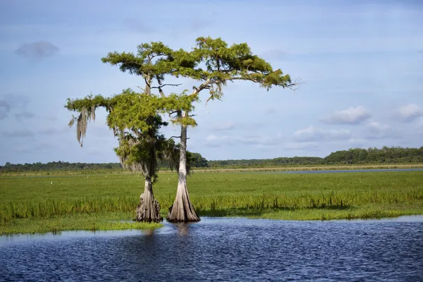 Two cypress trees along the Saint Johns River