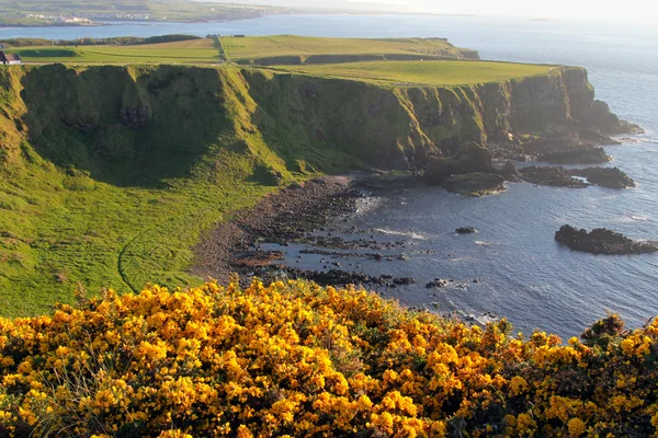 Irish coast and yellow flowered cliffs