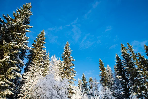 Snow-covered pines and birches with blue sky in the background