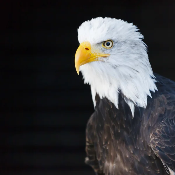 Portrait of a bald eagle (lat. haliaeetus leucocephalus)