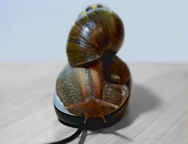 Big snail on computer mouse