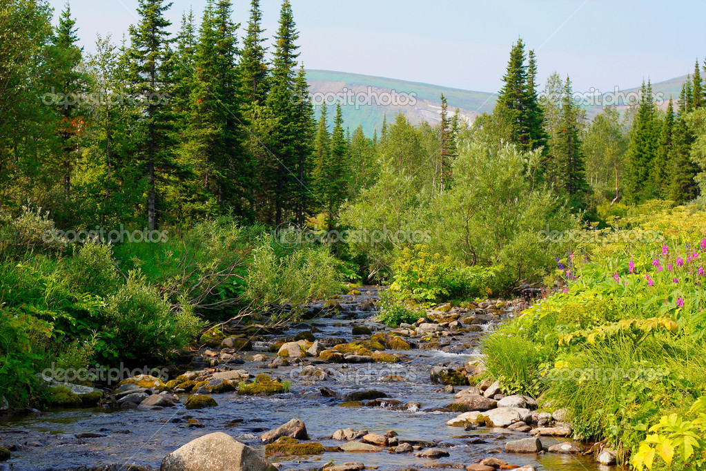 Siberian taiga. — Stock Photo © kunz #13270499