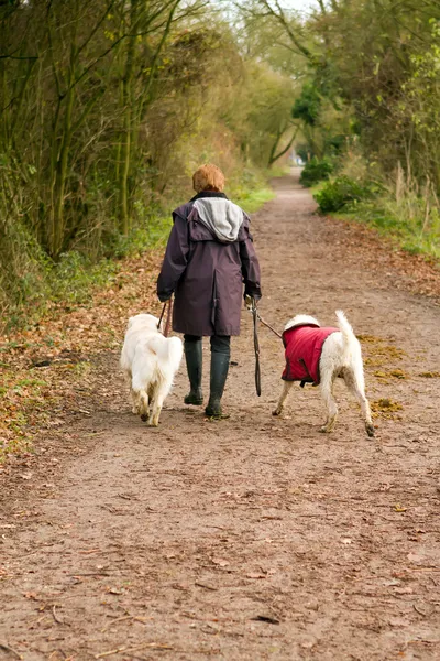 Middle aged woman walks her dogs in the countryside