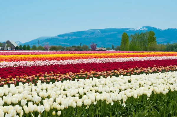 Tulip field with multicolored flowers, tulip festival in Washing