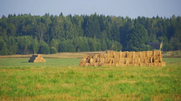 Hay collected in the field.