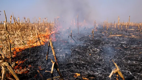 Fire in the Cornfield After Harvest
