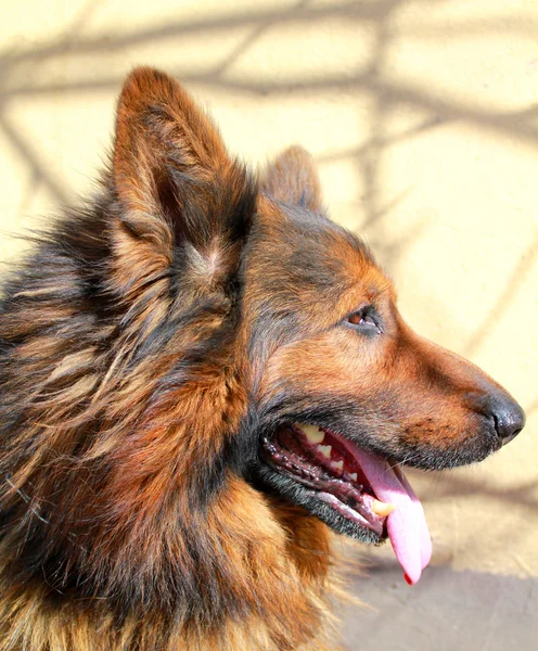 Black and Tan German Shepherd dog head in portrait