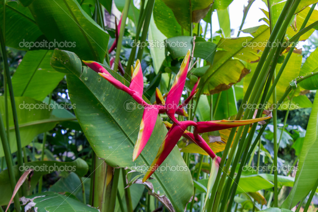 tropische bloem oranje kleurrijke oranje tropische strelitzia bloemen stockfoto tropische bloem oranje kleurrijke oranje tropische strelitzia bloemen stockfoto