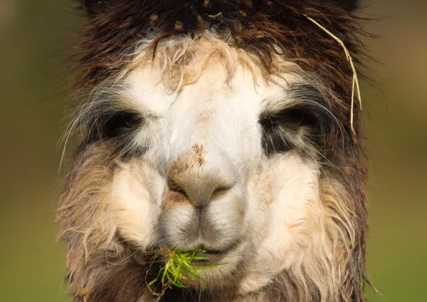 Female Alpaca portrait during grass lunch