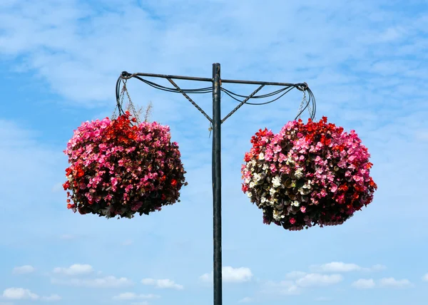 Two hanging baskets of bergonias with blue sky and white clouds