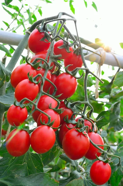 Bunch of growing tasty tomatoes