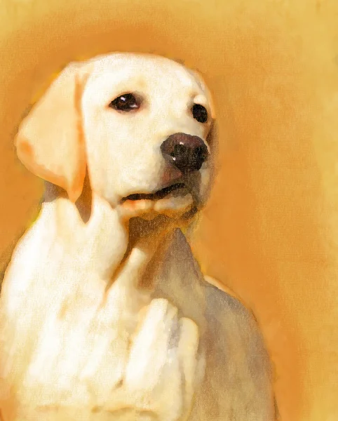 A yellow labrador oil portrait