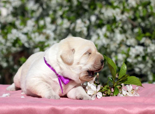 Newborn yellow labrador puppy with flowers