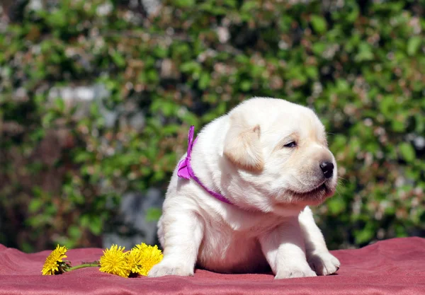 Newborn yellow labrador puppy with dandellions