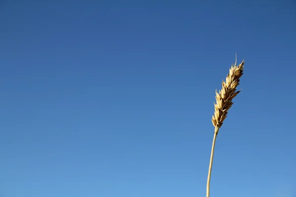 Stem of grass on a background of blue sky