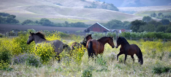 American wild mustang horses