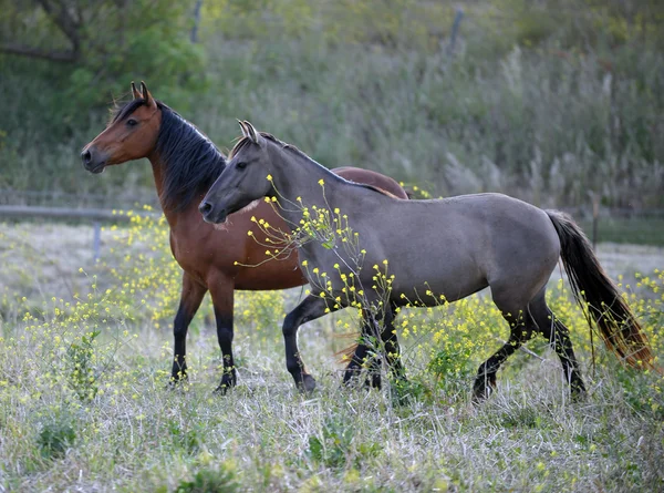 American wild mustang horses