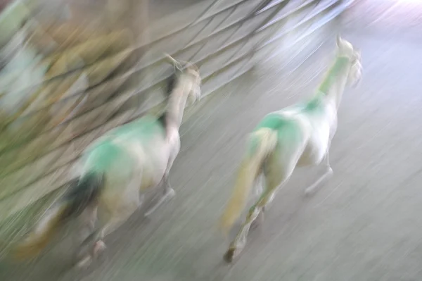 American wild mustang horses