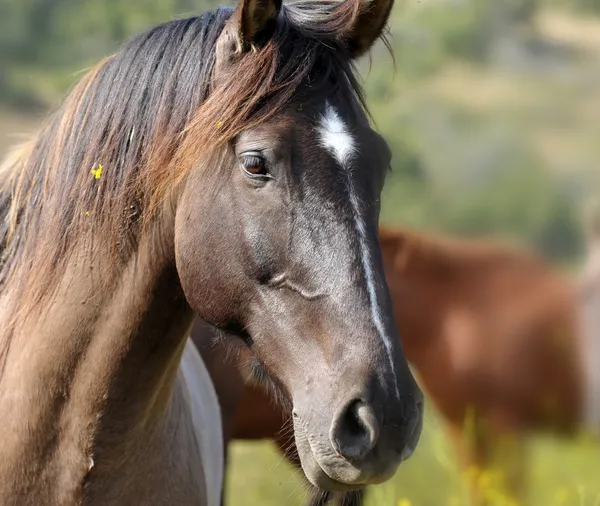 American wild mustang horses