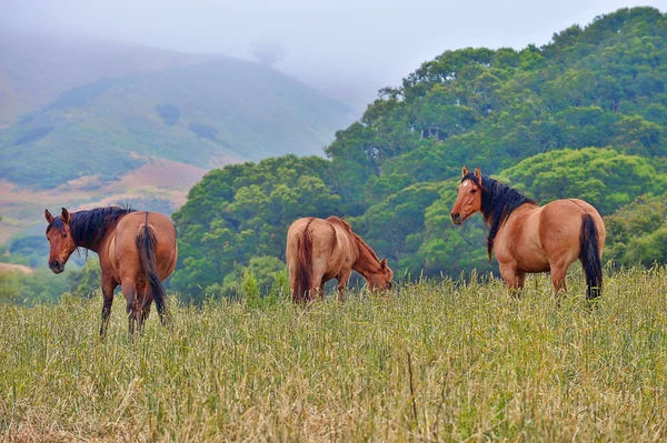 American wild mustang horses