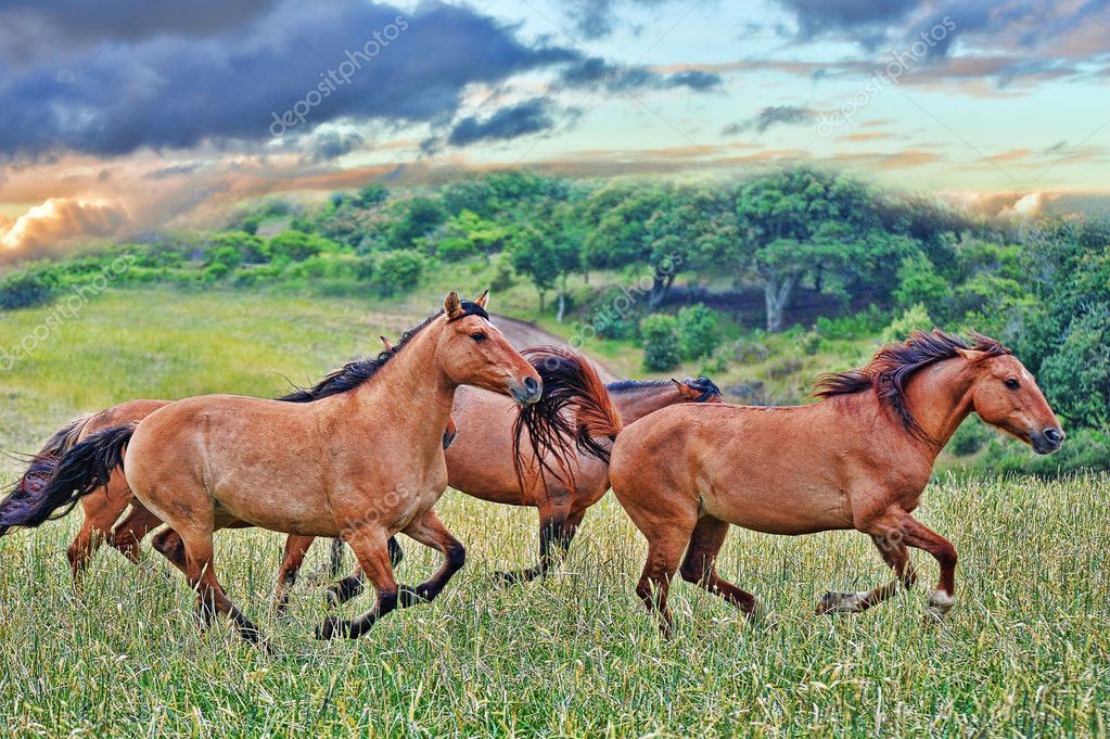 Caballos mustang salvaje americano — Foto de stock © alancrosthwaite