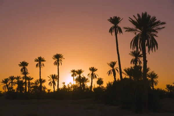 Date palmtrees with sunset in Marocco, Africa