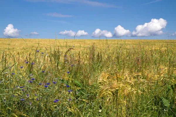 Fresh barley field (Hordeum) with corn flowers in Bavaria, Germany