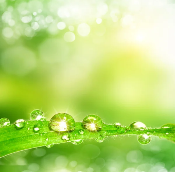 Dew drop Images - Search Images on Everypixel