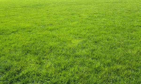 Green meadow grass