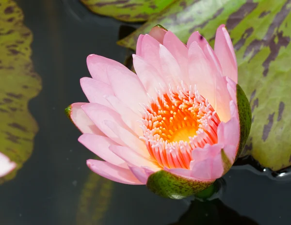 Pink lotus in thailand