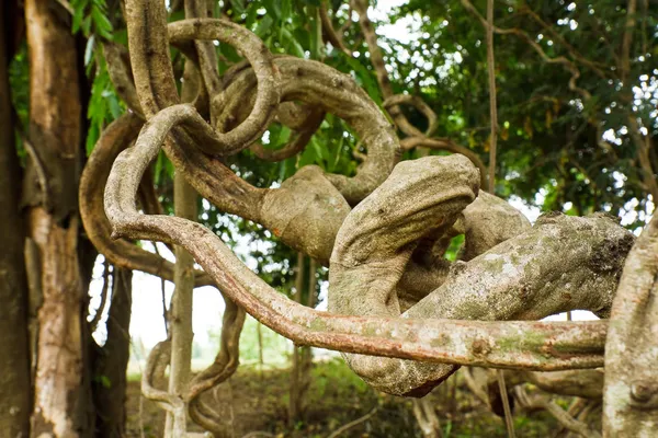 Twisted tropical tree roots