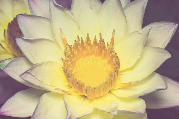 Yellow lotus