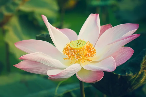 Lotus are blooming.