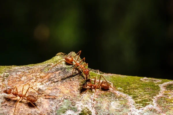 Red ants teamwork