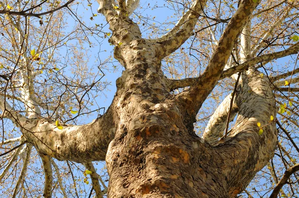 Sycamore tree trunk