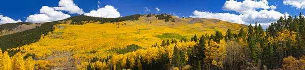 Fall Aspen Forest Panoramic Landscape