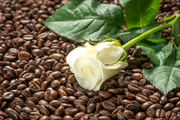 White rose on coffee, spa treatment set