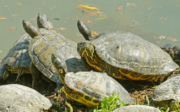 Water turtles family