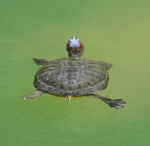 Water turtle